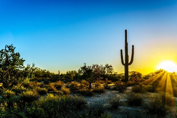 A photo of the sun rising over an Arizona landscape featuring a cactus.
