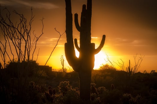 arizona sunset backlighting a cactus. 