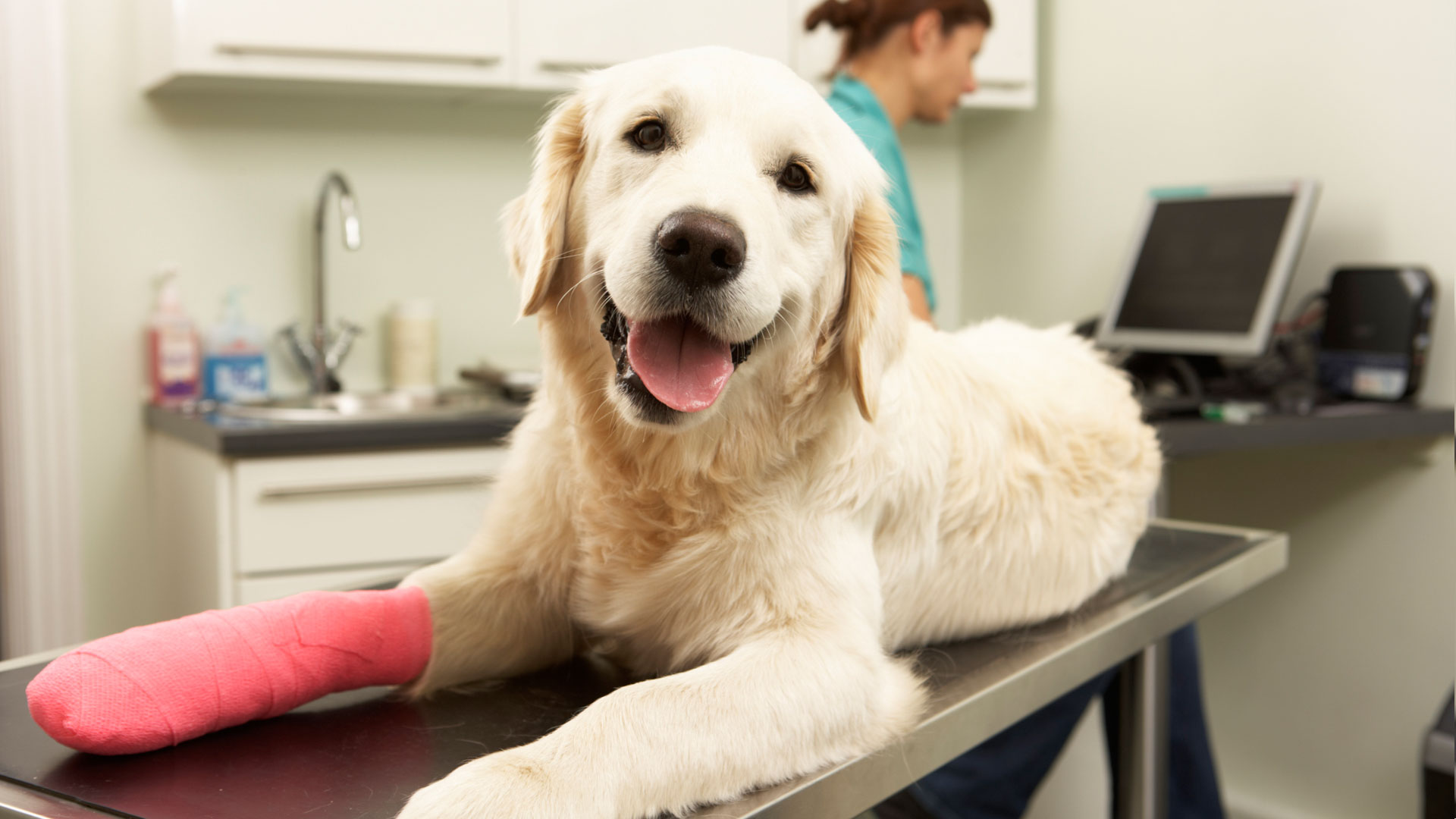 Employers Are Joining The Pack With Pet Insurance - Featured Image