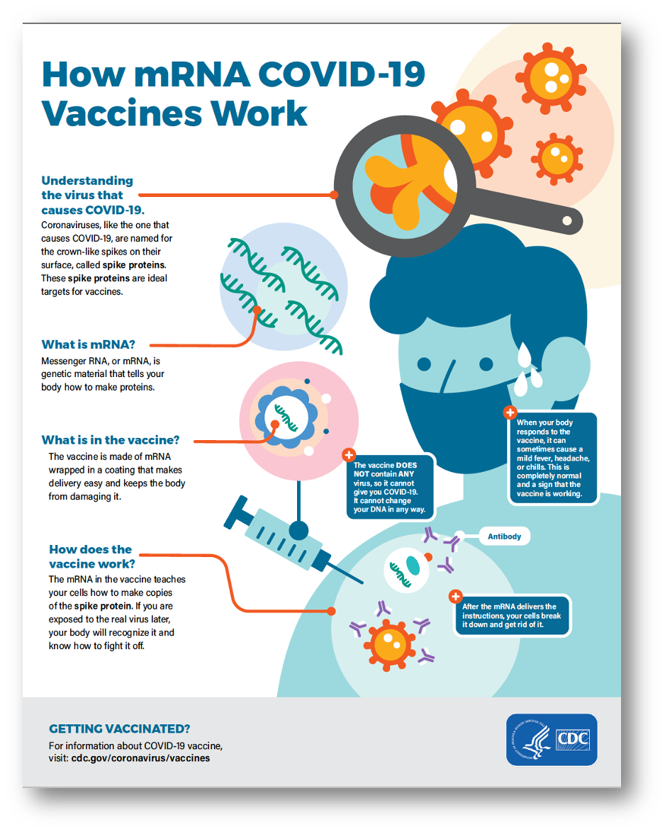 How mRNA COVID-19 Vaccines Work - Infographic
